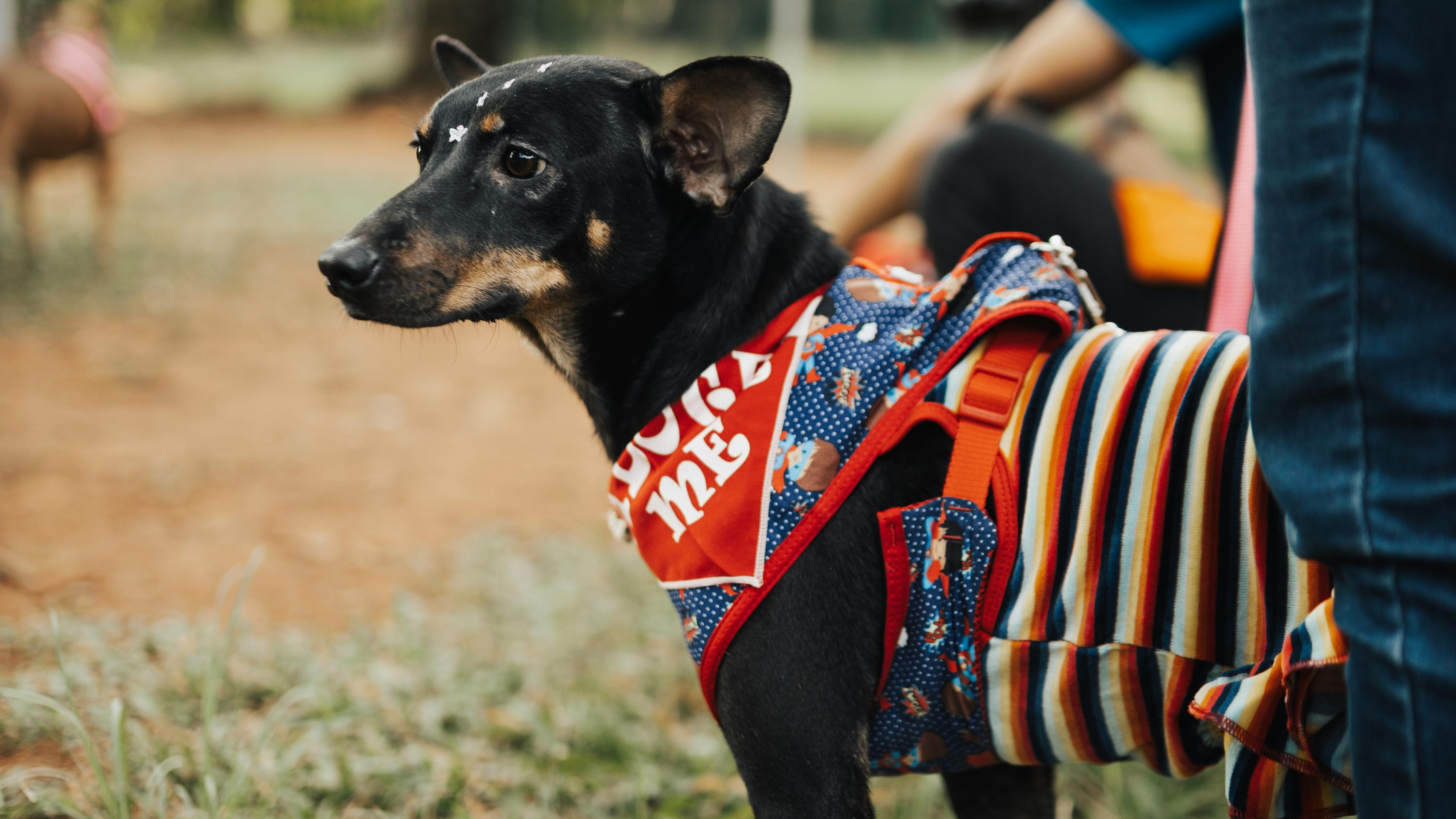 Catering for Pets: Making Your Event a Hit with Four-Legged Guests